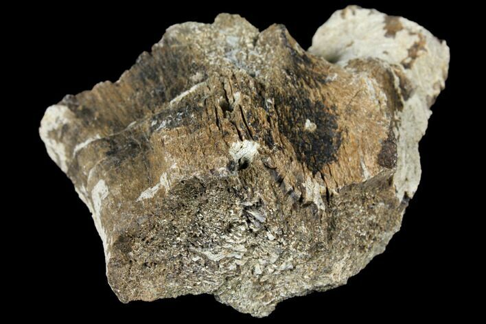 Fossil Triceratops Skull Section - North Dakota #117338